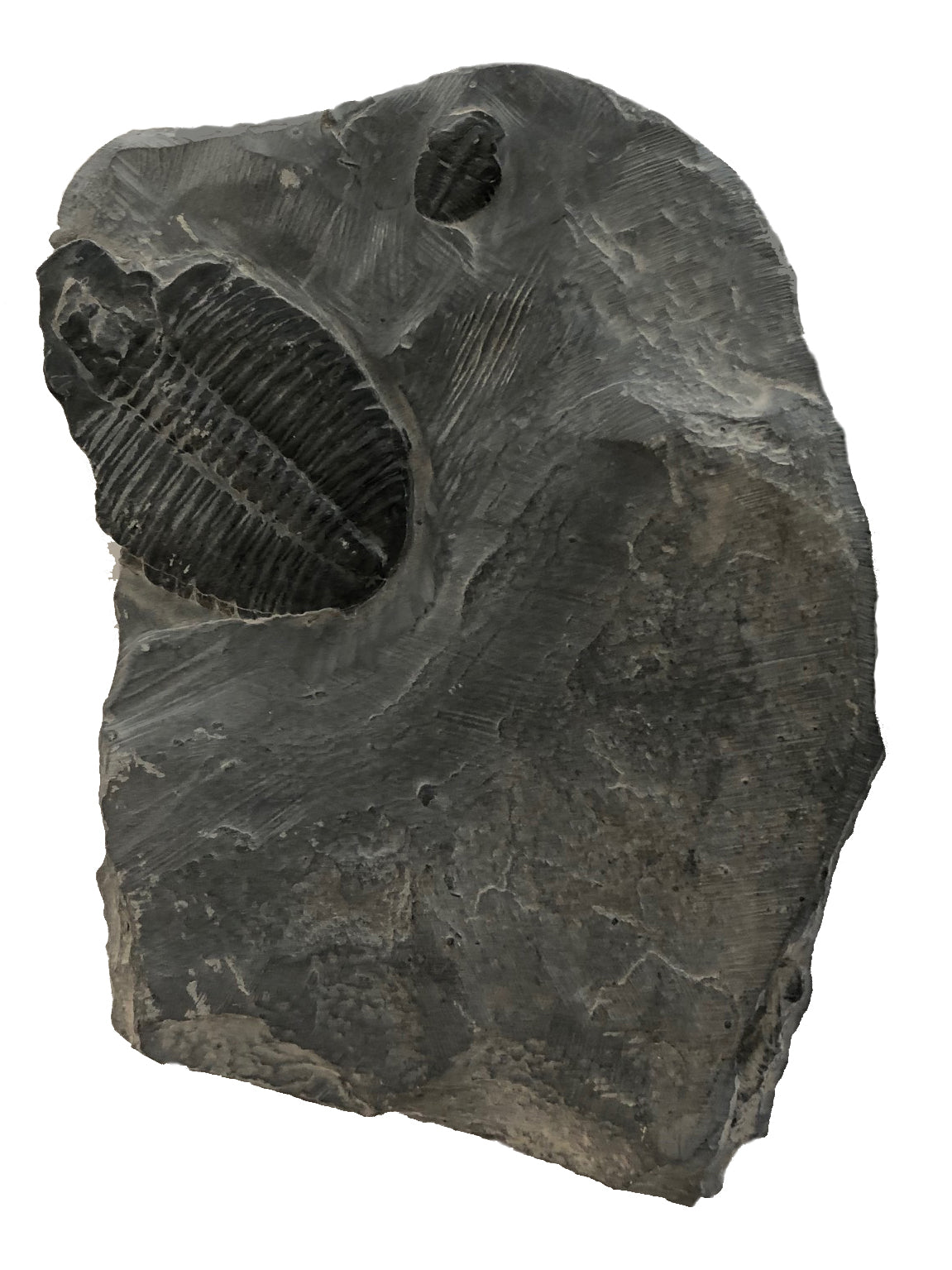 Genuine Elrathia Kinghi Trilobite Fossil - 5" x 3" x 1" - dinosaursrocksuperstore