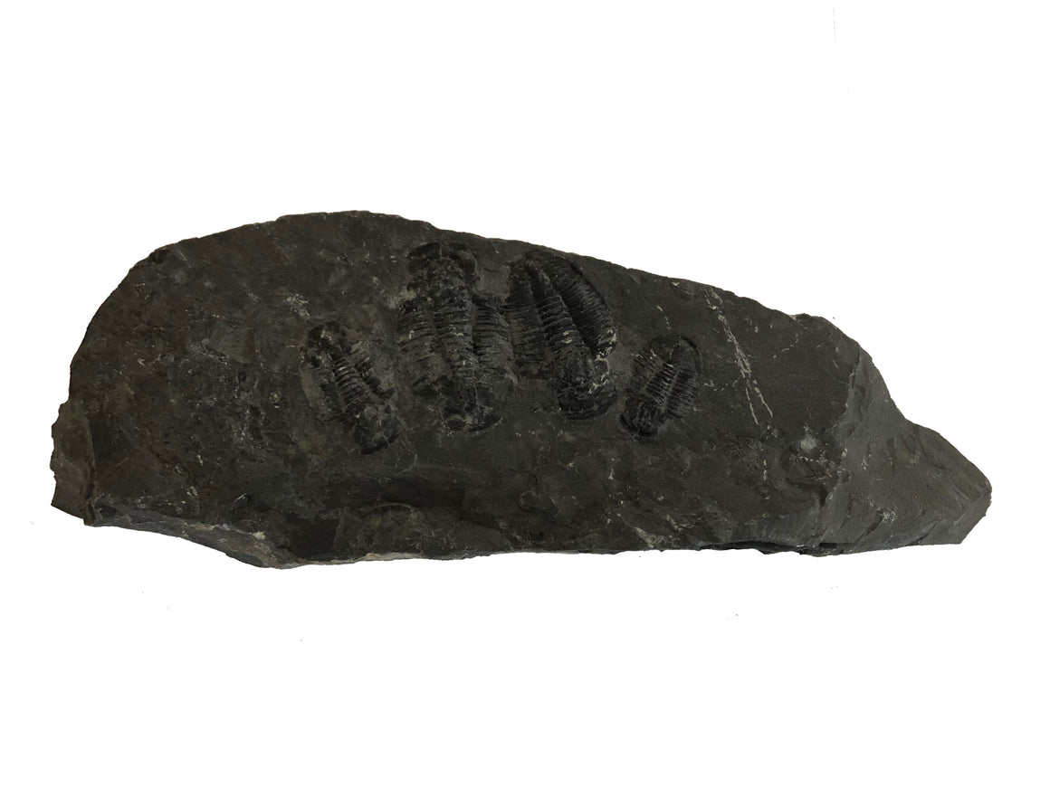 Genuine Elrathia Kinghi Trilobite Fossil - 9" x 3.75" x 1" - dinosaursrocksuperstore
