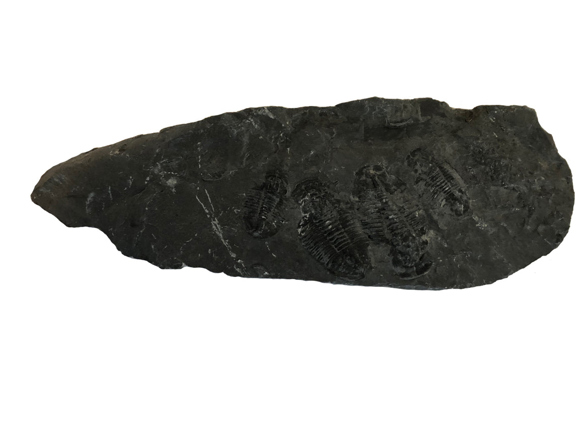 Genuine Elrathia Kinghi Trilobite Fossil - 9" x 3.75" x 1" - dinosaursrocksuperstore