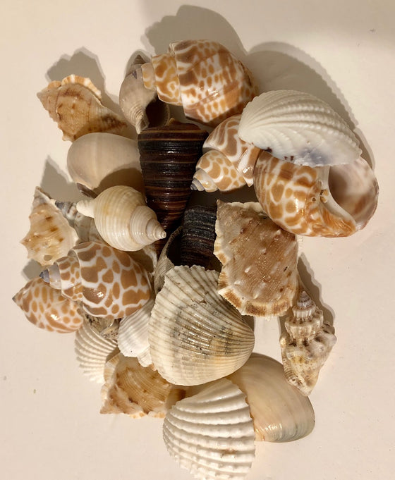 Seashell variety - 1"-3" - 100 pieces