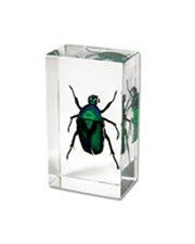 Insect Paperweight  - Real Green Rose Chafer Beetle - dinosaursrocksuperstore