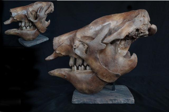 Megatherium Juvenile Sloth Skull Replica - dinosaursrocksuperstore