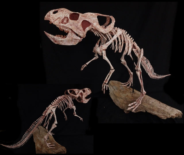 Protoceratops Juvenile skeleton Replica - dinosaursrocksuperstore