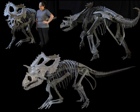 Juvenile Utahceratops gettyi Replica - dinosaursrocksuperstore