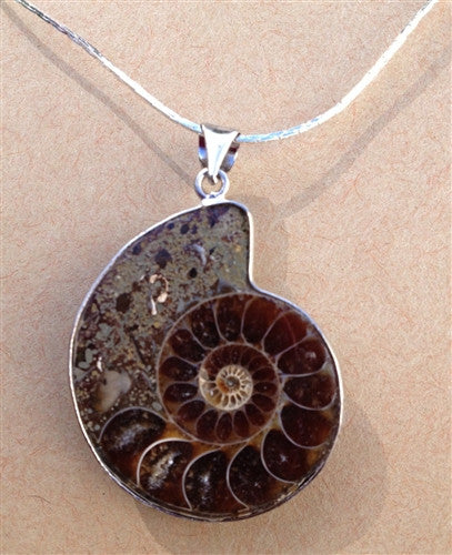 Ammonite Fossil Necklace 18" Silver Plate Chain - Gift Boxed! - dinosaursrocksuperstore
