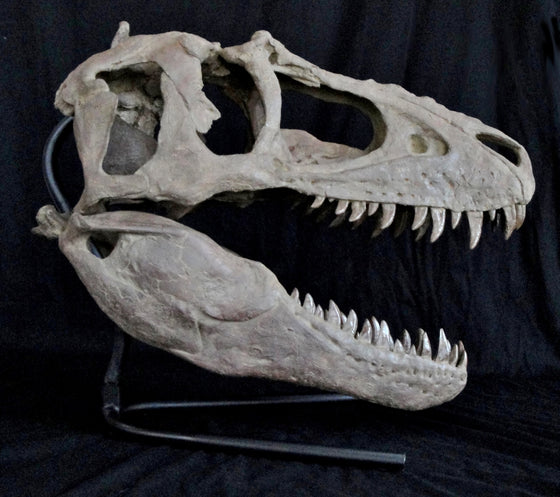 Juvenile Tyrannosaur Skull Teratophoneus Replica - dinosaursrocksuperstore