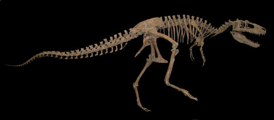 Juvenile Teratophoneus Tyrannosaur Skeleton Replica - dinosaursrocksuperstore