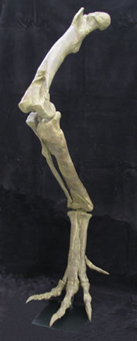 Juvenile Tyrannosaur Leg Replica - dinosaursrocksuperstore