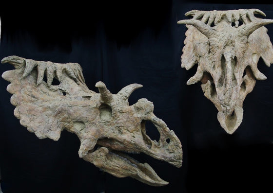 Kosmoceratops Skull Replica with base - dinosaursrocksuperstore
