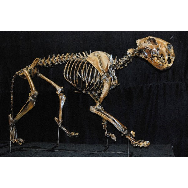 American Lion Mounted Skeleton Replica - dinosaursrocksuperstore