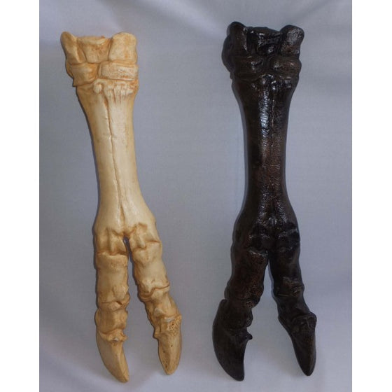 Pleistocene Bison Front Foot - dinosaursrocksuperstore