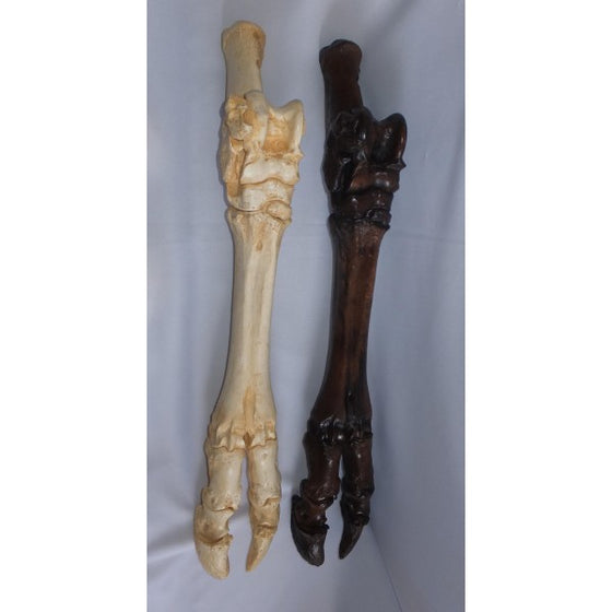 Pleistocene Bison Hind Foot - dinosaursrocksuperstore