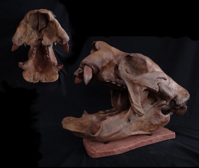 Lestodon Sloth Skull Replica - dinosaursrocksuperstore