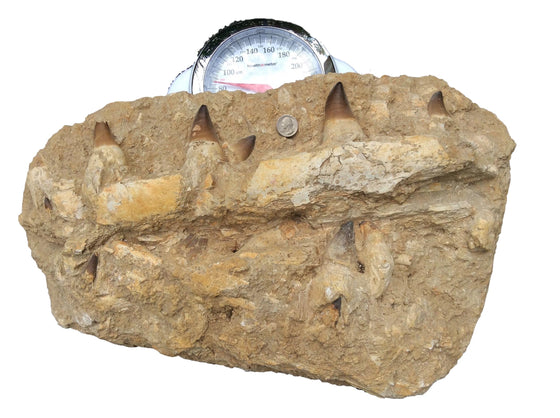 Genuine HUGE FOSSIL MOSASAUR JAW - dinosaursrocksuperstore