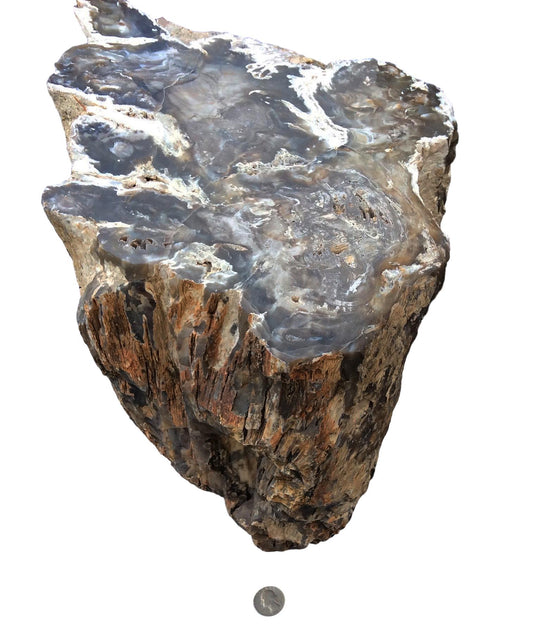 Huge PETRIFIED WOOD from Madagascar 85-Lbs - dinosaursrocksuperstore