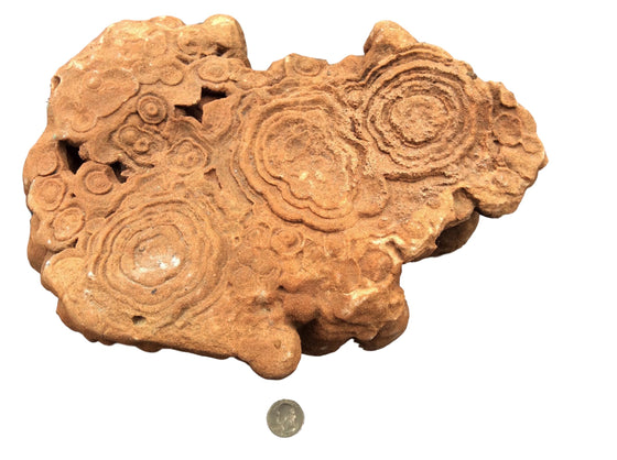 STROMATOLITE - Almost Billion Years Old - dinosaursrocksuperstore