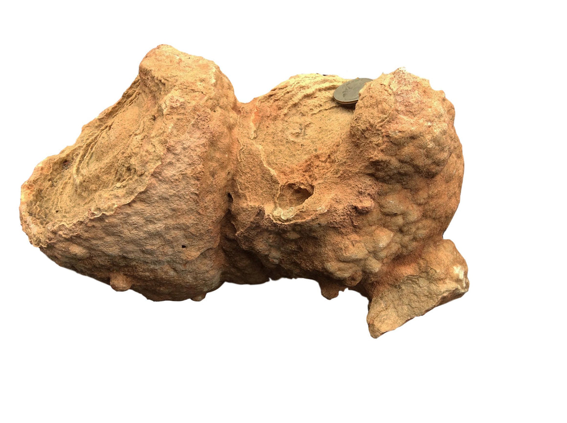 STROMATOLITE 2 - Almost Billion Years Old - dinosaursrocksuperstore