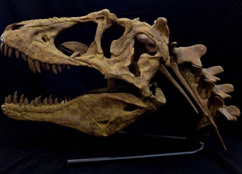 Lythronax Tyrannosaur Skull Replica with neck and base - dinosaursrocksuperstore
