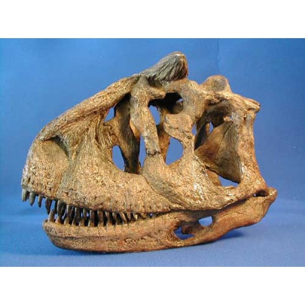 Carnotaurus Skull Replica - 1/4 Size - dinosaursrocksuperstore