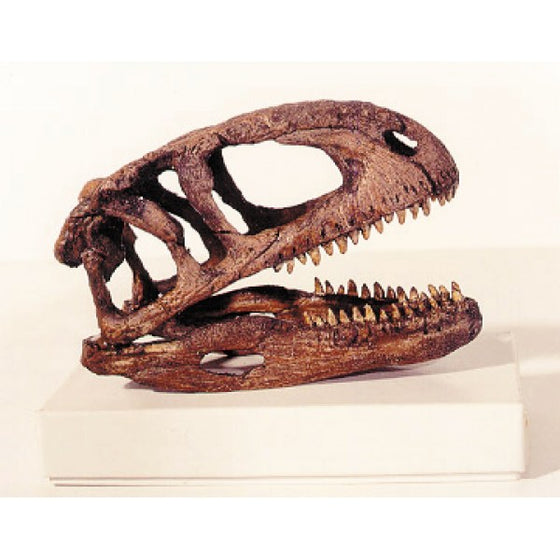 Abelisaurus Skull Model - 1:9 Scale - dinosaursrocksuperstore