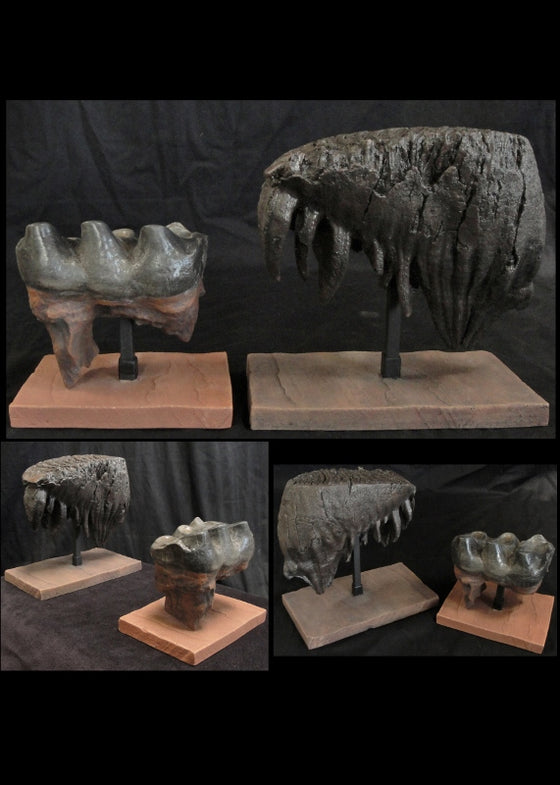 Mammoth and Mastodon Tooth Replica Set w/ bases - dinosaursrocksuperstore