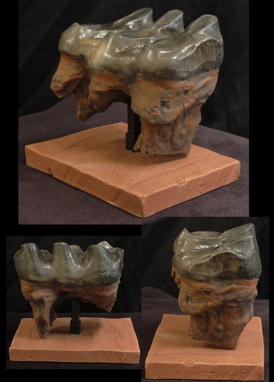 Mastodon Tooth Replica w/ base - dinosaursrocksuperstore