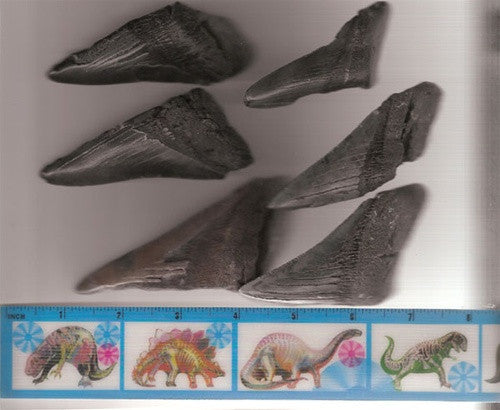 Megalodon Shark Teeth Fragments - Set of 4 - dinosaursrocksuperstore