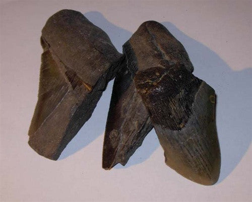 Genuine MEGALODON TEETH Fragment - dinosaursrocksuperstore