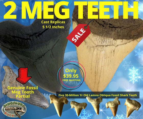 Two MEG Teeth, One Genuine Partial Megalodon Tooth & Five Lamna Oblique Shark Teeth... - dinosaursrocksuperstore