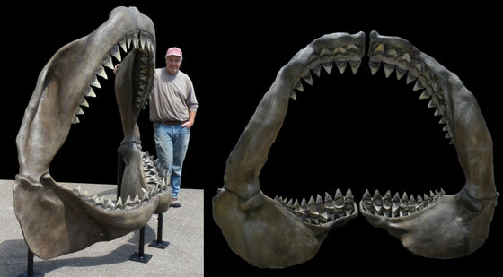 Megalodon Jaw Replica - dinosaursrocksuperstore