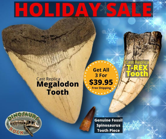 Megalodon Tooth - Tyrannosaurus Rex Tooth & A Genuine Fossil Spinosaurus Tooth Piece - dinosaursrocksuperstore