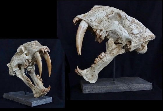 Megantereon Skull Replica - dinosaursrocksuperstore