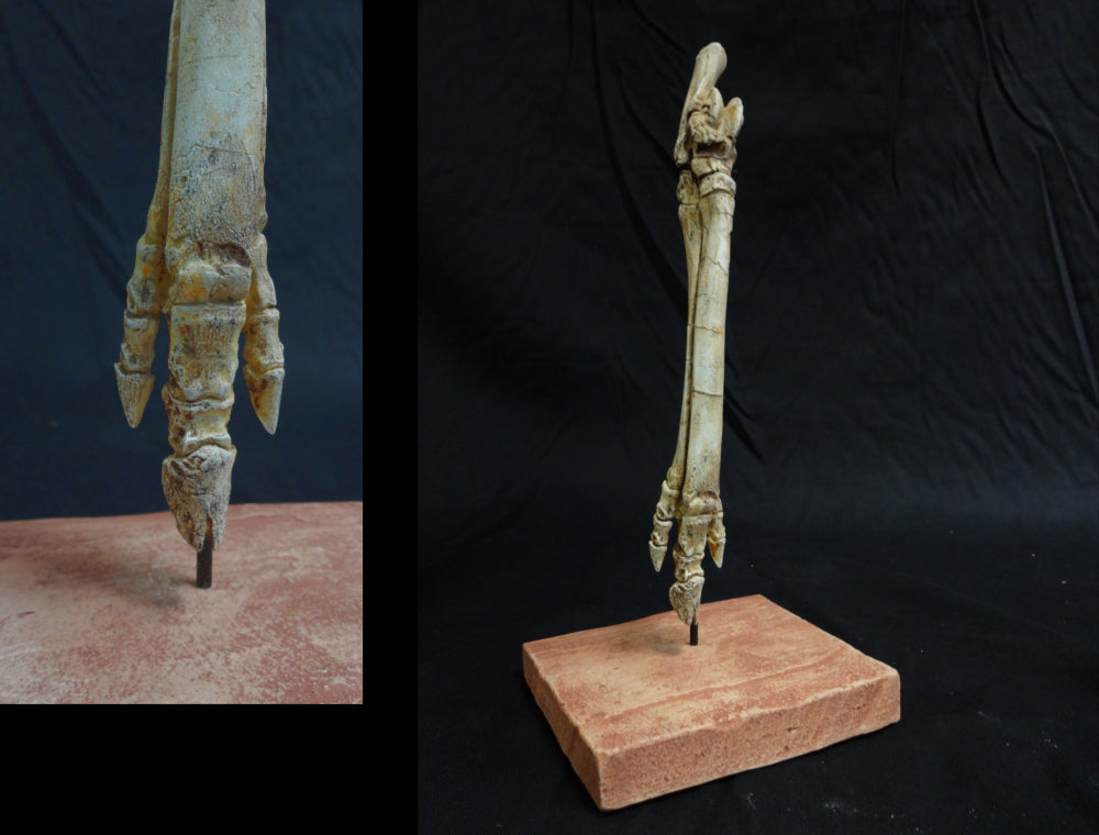 Mesohippus Horse Foot Replica - dinosaursrocksuperstore