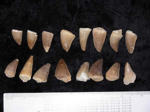 Mosasaur Teeth (Genuine) - set of 3! - dinosaursrocksuperstore