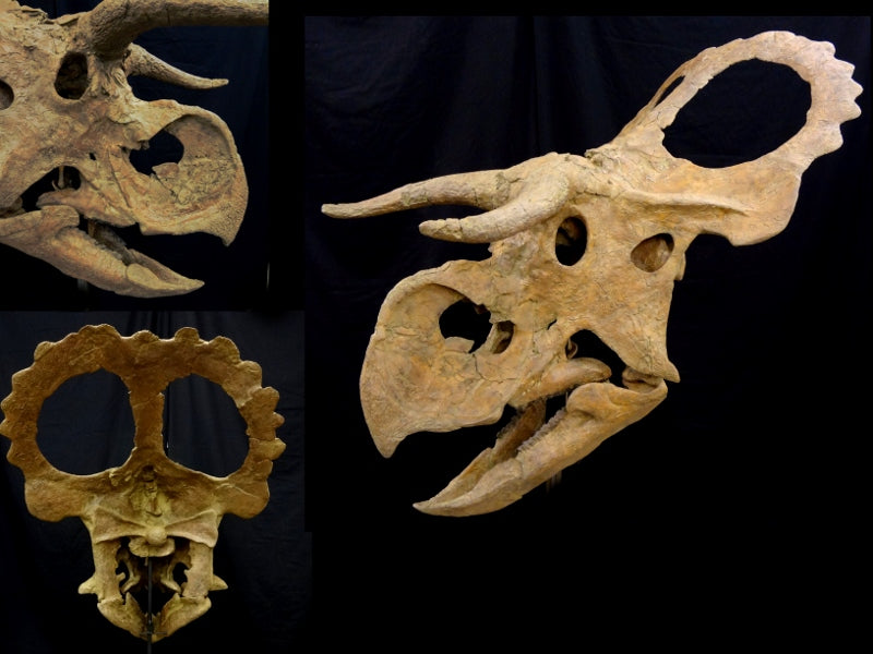 Nasutuceratops Replica with base - dinosaursrocksuperstore