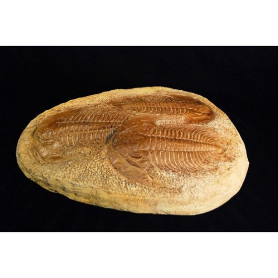 Trilobite Acadoparadoxides - dinosaursrocksuperstore