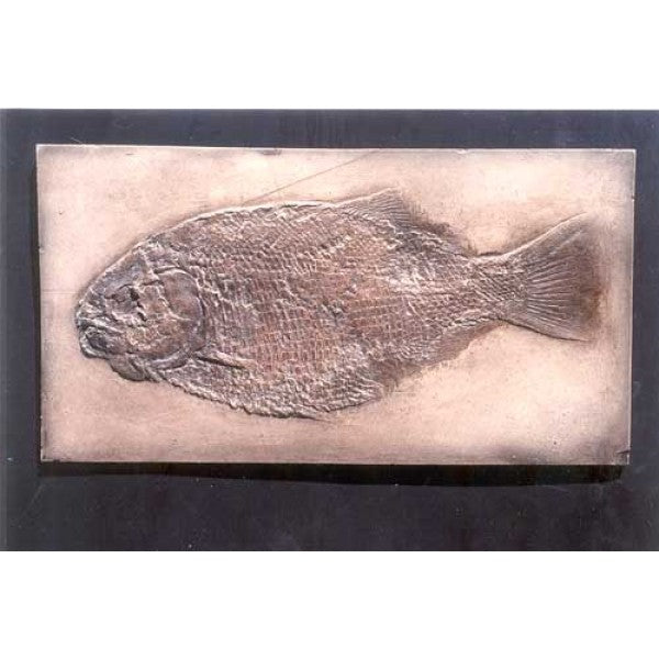 Fossil Fish Dapedius Punctatus Replica - dinosaursrocksuperstore