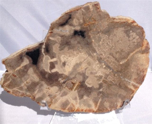 Beautiful Petrified Wood Fossil Specimen A - 7 5/8" wide - dinosaursrocksuperstore