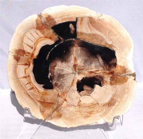 Beautiful Petrified Wood Fossil Specimen B - 6 3/8" wide - dinosaursrocksuperstore