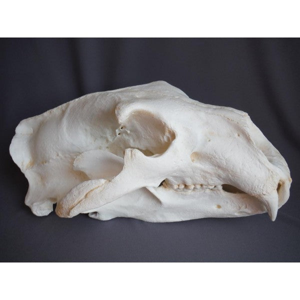 Polar Bear Skull Replica - dinosaursrocksuperstore