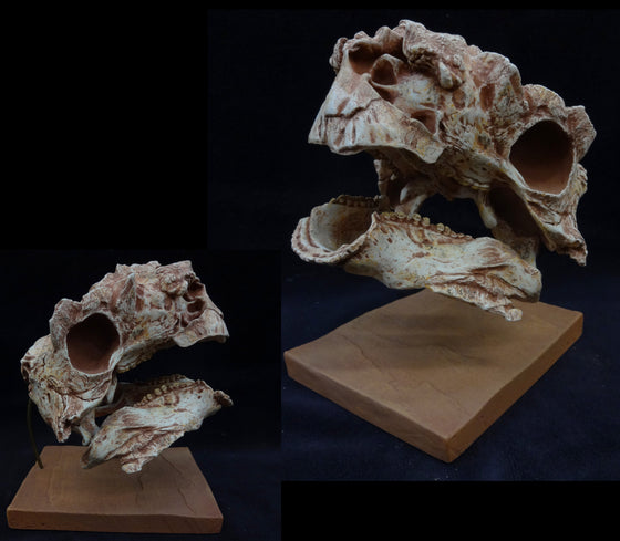 Pinacosaurus Skull Reconstruction Replica from Juvenile in matrix - dinosaursrocksuperstore