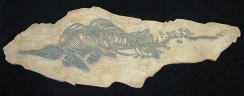 Icthyosaur - Mixosaurus Fish - cast replica - dinosaursrocksuperstore