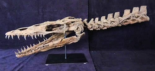 Mosasaur Skull Fossil Replica with Backbone on Stand - dinosaursrocksuperstore