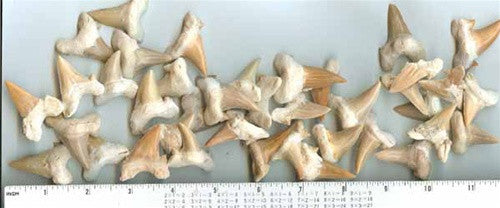 Lamna Oblique Shark Teeth - set of 6 - dinosaursrocksuperstore