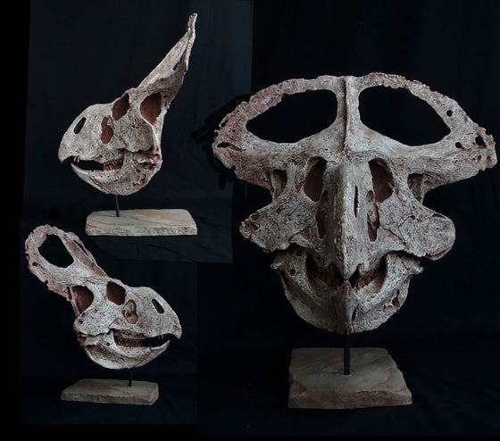 Protoceratops Adult Skull Replica - dinosaursrocksuperstore