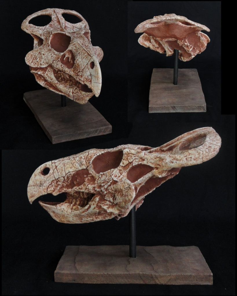 Protoceratops Juvenile Skull Replica - dinosaursrocksuperstore