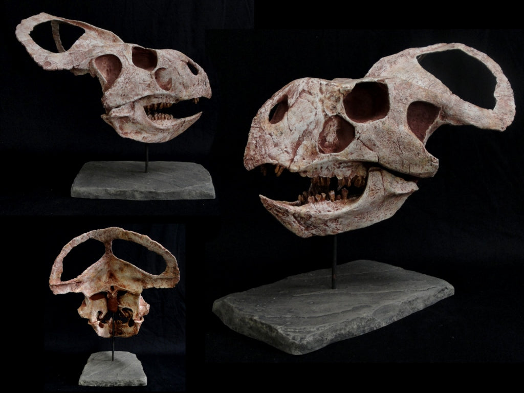 Protoceratops Medium Skull Replica - dinosaursrocksuperstore