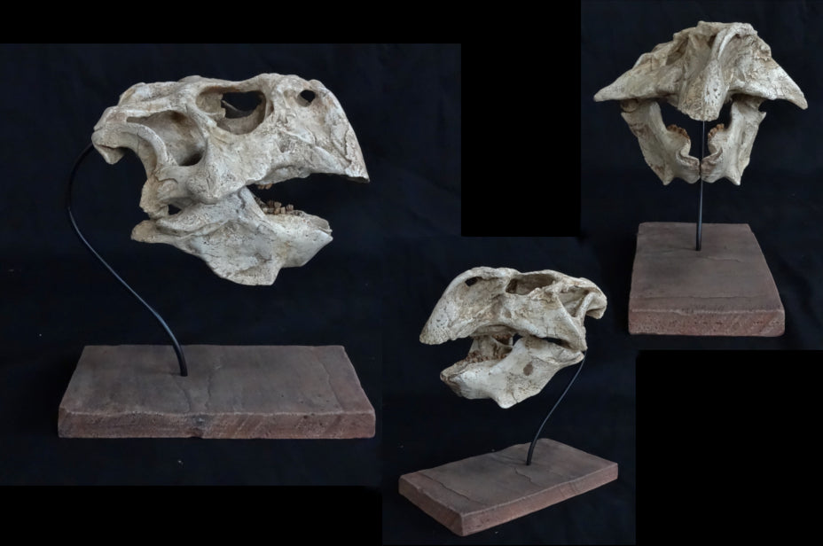 Psittacosaurus Adult Skull Replica - dinosaursrocksuperstore