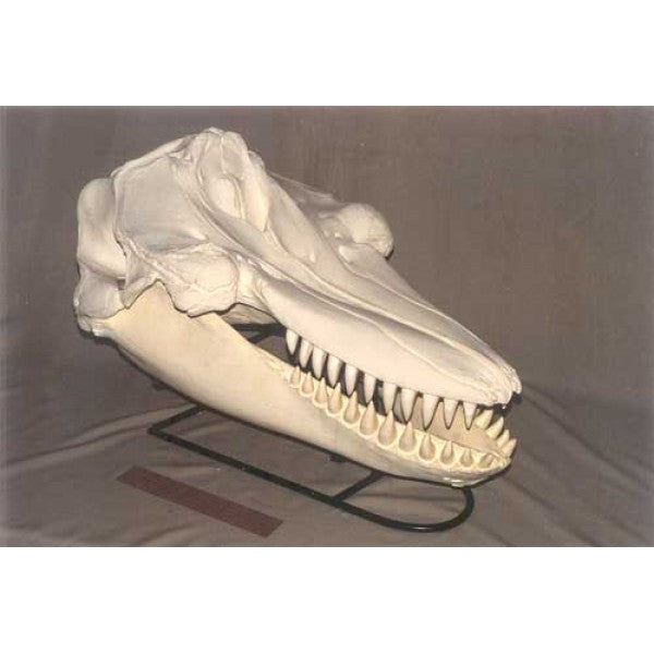Killer Whale Skull Replica - dinosaursrocksuperstore