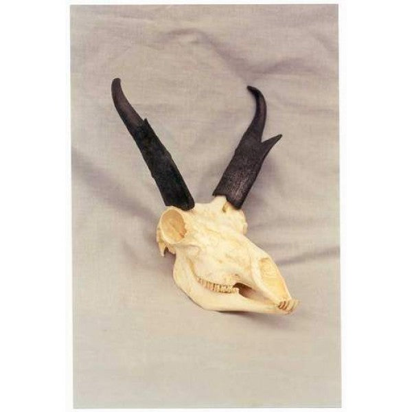 American Pronghorn Skull - dinosaursrocksuperstore